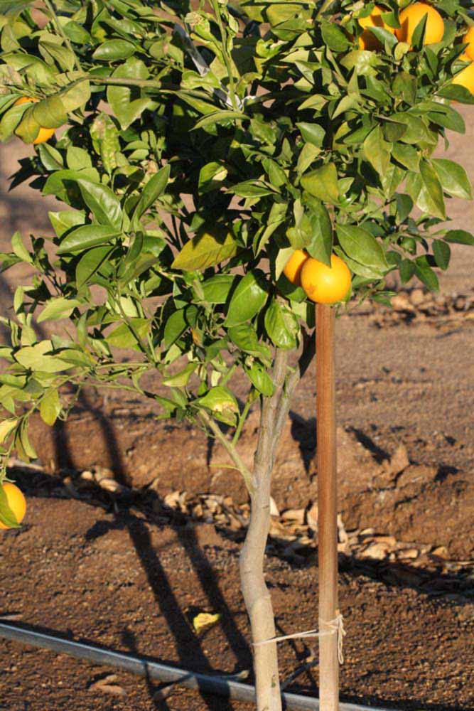              Habit (Riverside, CA)       